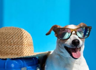 पेट्स के साथ यात्रा के टिप्स: हेल्थ चेकअप, रजिस्ट्रेशन और यात्रा नियम.