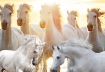 amazing Benefits and rules of placing 7 running horses picture at home say expert | घर में 7 दौड़ते घोड़ों की तस्वीर लगाने के फायदे और उससे जुड़े नियम