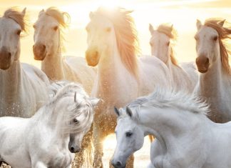 amazing Benefits and rules of placing 7 running horses picture at home say expert | घर में 7 दौड़ते घोड़ों की तस्वीर लगाने के फायदे और उससे जुड़े नियम