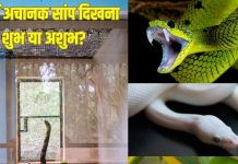 घर में इन 4 रंगों के सांप का दिखना शुभ या अशुभ? इन 6 संकेतों से समझें
