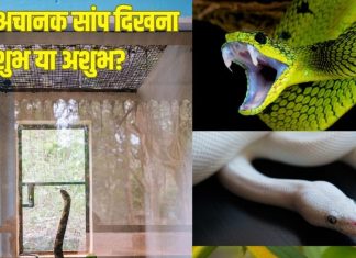 घर में इन 4 रंगों के सांप का दिखना शुभ या अशुभ? इन 6 संकेतों से समझें