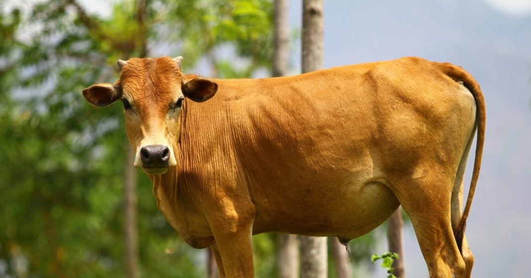 सिर्फ एक गलती और जा सकती है गाय की जान, पशुओं को मिल्क फीवर से बचाने के लिए अपनाएं ये उपाय