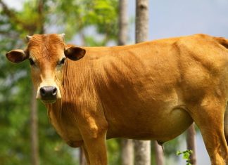 सिर्फ एक गलती और जा सकती है गाय की जान, पशुओं को मिल्क फीवर से बचाने के लिए अपनाएं ये उपाय