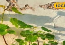 बस ऐसे ही मत उखाड़ दीजिएगा घर में उगा पीपल का पौधा, पुश्तों को भोगना पड़ेगा दोष! जानें विधान