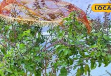 वैशाख महीने के हर गुरुवार को घर की तुलसी में चढ़ा दें ये चीज, आर्थिक तंगी हो जाएगी दूर!