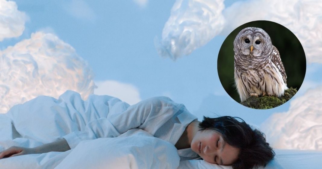 सपने में उल्लू को चिल्लाते या उड़ते देखना आम बात नहीं! जीवन के कई पहलुओं को करता है प्रभावित! जानें क्या कहता है स्वप्न शास्त्र