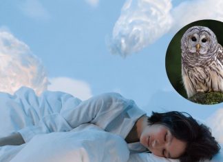 सपने में उल्लू को चिल्लाते या उड़ते देखना आम बात नहीं! जीवन के कई पहलुओं को करता है प्रभावित! जानें क्या कहता है स्वप्न शास्त्र