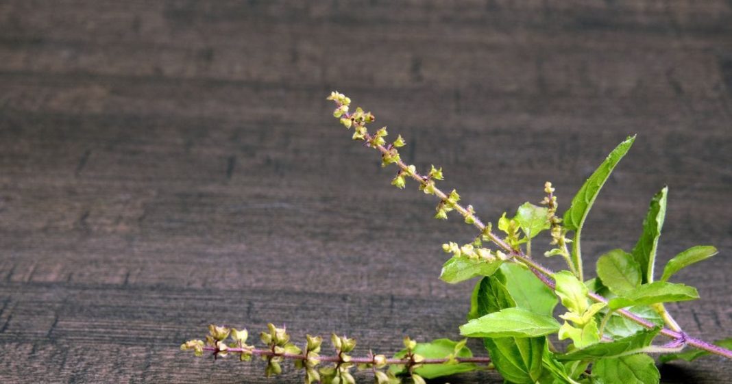 समस्याओं का अंत और सेहत में सुधार! ऐसे कई संकेत देता है तुलसी के पौधे में मंजरी या फूल का आना, जानें क्या कहते हैं पंडित जी?