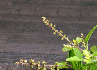 समस्याओं का अंत और सेहत में सुधार! ऐसे कई संकेत देता है तुलसी के पौधे में मंजरी या फूल का आना, जानें क्या कहते हैं पंडित जी?