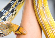 सांप के काटने से हो गई है मृत्यु? क्यों शव को न तो दफनाते हैं और न ही किया जाता है दाह संस्कार, जानें क्या करते हैं मृतक के शरीर का?