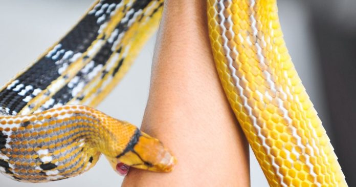 सांप के काटने से हो गई है मृत्यु? क्यों शव