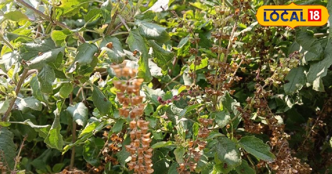 सुख-शांति और लक्ष्मी का अडिग वास चाहिए? तुलसी की मंजरी है सबसे सरल उपाय