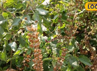 सुख-शांति और लक्ष्मी का अडिग वास चाहिए? तुलसी की मंजरी है सबसे सरल उपाय