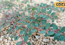 अस्थमा से लेकर बच्चों के दस्त का इलाज है ये घास, जंगली समझकर उखाड़ कर न फेंके, पहचानें और जानें फायदे