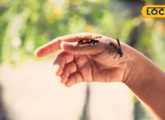 Health Tips: मधुमक्खी काट लें तो घबराएं नहीं, फौरन आजमाएं ये आसान घरेलू नुस्खे, तुरंत मिल जाएगा आराम