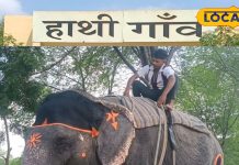 धरती पर हाथियों के लिए स्वर्ग…जयपुर आएं और हाथी गांव न देखें तो समझिए सफर अधूरा, गुलाबी नगरी की अनोखी कहानी