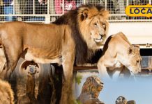 उदयपुर में पर्यटन को मिलेगा नया आयाम, जल्द शुरू होगी लॉयन सफारी, सम्राट और सुनैना होंगे आकर्षण का केंद्र