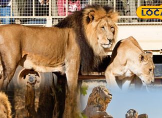 उदयपुर में पर्यटन को मिलेगा नया आयाम, जल्द शुरू होगी लॉयन सफारी, सम्राट और सुनैना होंगे आकर्षण का केंद्र