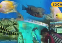 राजस्थान में यहां है सबसे बड़ा फिश एक्वेरियम! 400 से ज्यादा प्रजातियां, 3D टनल का भी मिलेगा रोमांच