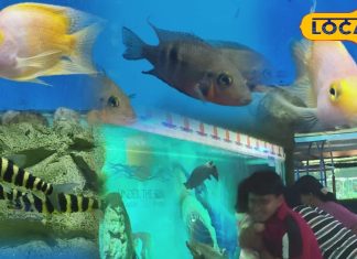 राजस्थान में यहां है सबसे बड़ा फिश एक्वेरियम! 400 से ज्यादा प्रजातियां, 3D टनल का भी मिलेगा रोमांच