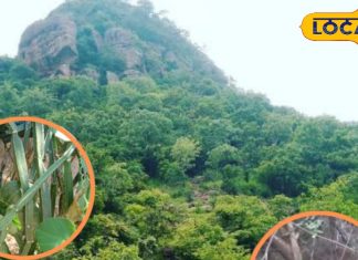 जंगल से जीवन तक: औषधि पौधों की सुरक्षा में मील का पत्थर बनेगा रामगिरि का संरक्षण केंद्र