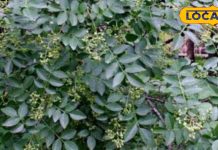 मुंह के रोग, लकवा, दस्त और गठिया….. यह औषधि हर समस्या से देती है राहत, चुटकियों में मिलेगा आराम – Uttar Pradesh News