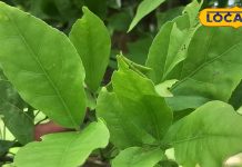 पेट, दिल और इम्युनिटी का रखता है खास ख्याल… ये पत्ते खाली पेट खाने से मिलते हैं चौंकाने वाले फायदे – Uttar Pradesh News