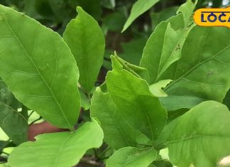 पेट, दिल और इम्युनिटी का रखता है खास ख्याल… ये पत्ते खाली पेट खाने से मिलते हैं चौंकाने वाले फायदे – Uttar Pradesh News