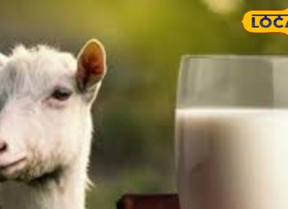 This animal’s milk is not cow or buffalo, it is like nectar, consuming it daily gives amazing health benefits – Uttar Pradesh News