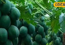 कमाल का है ये पेड़! फल, पत्तों से लेकर तने तक हर हिस्सा है संजीवनी, इसमें छुपा है डेंगू-मलेरिया का रामबाण इलाज – Uttar Pradesh News