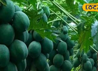 कमाल का है ये पेड़! फल, पत्तों से लेकर तने तक हर हिस्सा है संजीवनी, इसमें छुपा है डेंगू-मलेरिया का रामबाण इलाज – Uttar Pradesh News