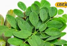 ब्लड शुगर, कोलेस्ट्रॉल, सूजन… कई बीमारियों के लिए रामबाण हैं ये हरी पत्तियां, आयुर्वेद ने बताया वरदान