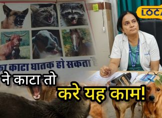 Dog Bite Safety: डॉग बाइट में न करें ये गलतियां, वरना बढ़ सकता है खतरा, 6 घंटे के अंदर ही…