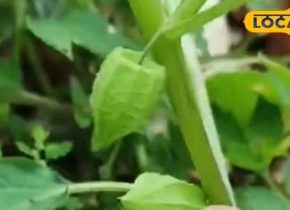 खरपतवार समझ कर न करें नजरअंदाज, ये फल है औषधीय गुणों की खान, शुगर से लेकर बवासीर तक में असरदार – Rajasthan News