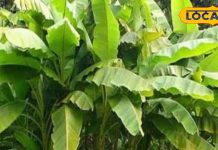 घर में केले का पौधा लगाने के उपाय और फायदे: ज्योतिषाचार्य की सलाह