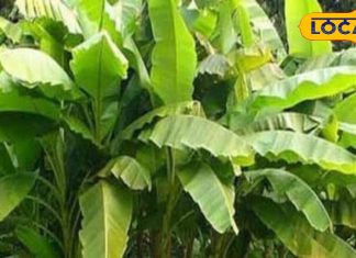 घर में केले का पौधा लगाने के उपाय और फायदे: ज्योतिषाचार्य की सलाह