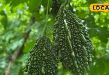 करेला खाने के फायदे: मोटापा, कब्ज, लिवर और किडनी प्रॉब्लम में लाभ.