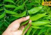 Neem Leaves: इम्यूनिटी से लेकर त्वाचा तक… सेहत में दिखेगा गजब का बदलाव, सुबह-सुबह खा लें ये छोटू पत्ते – Chhattisgarh News