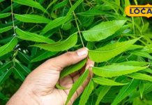 Neem Leaves: इम्यूनिटी से लेकर त्वाचा तक… सेहत में दिखेगा गजब का बदलाव, सुबह-सुबह खा लें ये छोटू पत्ते – Chhattisgarh News
