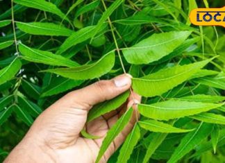 Neem Leaves: इम्यूनिटी से लेकर त्वाचा तक… सेहत में दिखेगा गजब का बदलाव, सुबह-सुबह खा लें ये छोटू पत्ते – Chhattisgarh News