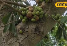 Health Tips: बवासीर जड़ से खत्म! ये पेड़ नहीं औषधियों का खजाना, बीमारियों का इलाज छिपा है छाल में, जानें कैसे