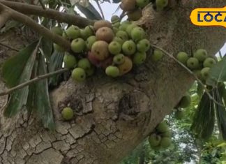 Health Tips: बवासीर जड़ से खत्म! ये पेड़ नहीं औषधियों का खजाना, बीमारियों का इलाज छिपा है छाल में, जानें कैसे