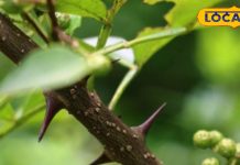 यह कांटेदार लकड़ी रखने से घर में कैसे बनता है संतुलित और पॉजिटिव माहौल, जानें पूरी प्रक्रिया – Uttarakhand News