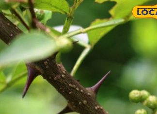 यह कांटेदार लकड़ी रखने से घर में कैसे बनता है संतुलित और पॉजिटिव माहौल, जानें पूरी प्रक्रिया – Uttarakhand News