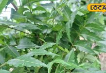 Health Tips: सेहत का खजाना या छुपा खतरा? जानें नीम की पत्तियों के सेवन के फायदे और नुकसान – Uttar Pradesh News