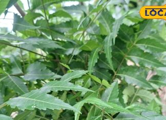 Health Tips: सेहत का खजाना या छुपा खतरा? जानें नीम की पत्तियों के सेवन के फायदे और नुकसान – Uttar Pradesh News