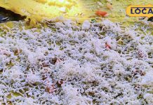 यूपी में पनीर बटर डोसा क्यों मचा रहा धूम? ऑनलाइन डिमांड का आया सैलाब, जानें असली कारण – Uttar Pradesh News