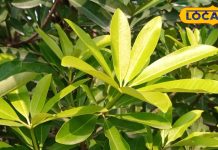 Health Tips: सड़क किनारे उगने वाला ये पेड़ है चलता फिरता दवाखाना! पत्तों से लेकर छाल तक इन बीमारियों में है फायदेमंद – Uttar Pradesh News