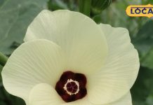 सेहत और सौंदर्य का खजाना है इस सब्जी का फूल, शरीर को देता है भरपूर पोषण – Uttar Pradesh News