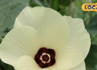 सेहत और सौंदर्य का खजाना है इस सब्जी का फूल, शरीर को देता है भरपूर पोषण – Uttar Pradesh News